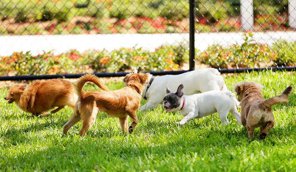 Featured Image of Dedicated Pet Park